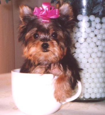 Excellent teacup yorkie puppies to loving homes