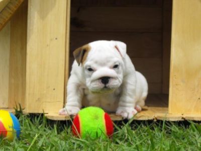 Beautiful Pedigree New Bullie Puppies, Lovingly Home Reared With Children ... for sale.