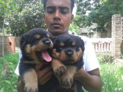 beautiful rottweiler pup ready to go for adoption.