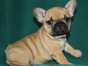 male and female french bulldog for sale