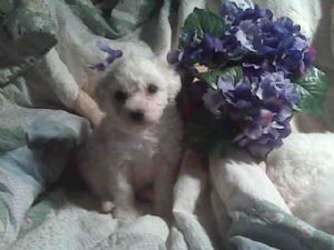 Lovely Bichon Frise puppies 