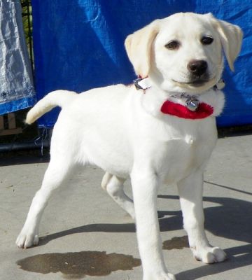 Kamilla Labrador Retriever Puppies