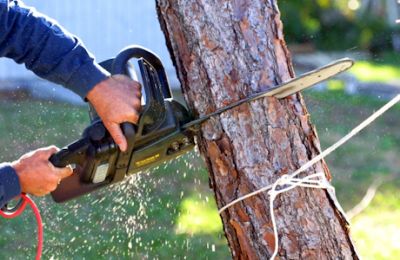 Lopping Trees Sydney - Stump Grinding Sydney - Tree Cutting Sydney