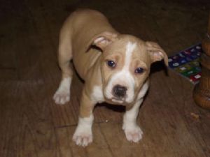 American Staffordshire Terrier for Sale