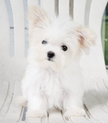   Teacup Maltese Puppies for sale.