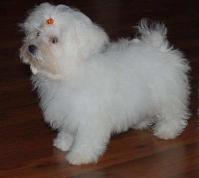 Maltese  puppy 