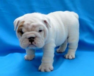 English bulldog puppies for adoption
