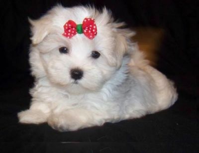 AKC REG,Adorable X-Mas Teacup Maltese Puppies For Adoption