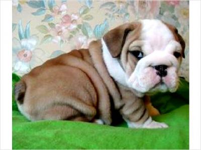  AKC English Bulldog puppies for you 