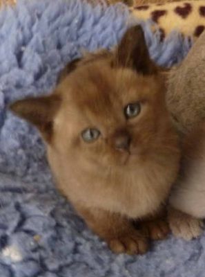 Burmese kittens Available