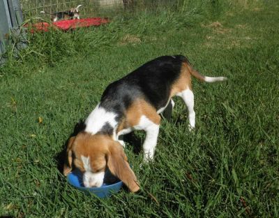PEDIGREE BEAGLE PUPPIES LOOKING FOR GOOD HOMES