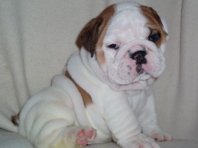 Very cute and adorable english bulldog pups for sale