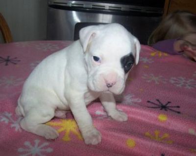 Charming Boxer Bulldog Puppies For Sale
