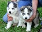  SUPER SWEET GREAT QUALITY SIBERIAN HUSKY  PUPPIES FOR ADOPTION