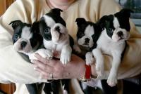 boston terrier puppies excellent
