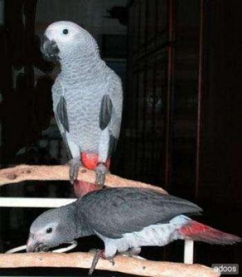 Hand tamed Parrots And Fertile Parrot Eggs For Sale