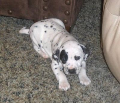 Dalmatian Puppies available 