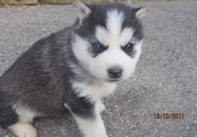 well socialized Siberian Husky puppies 