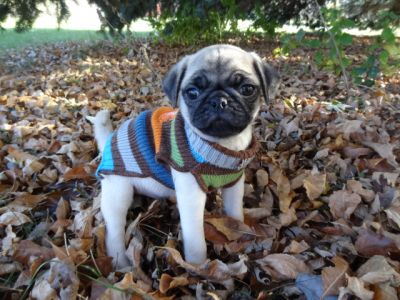 AKC & CKC Pug Puppies For Adoption