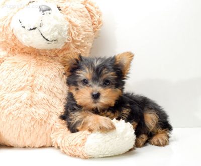 Yorkshire Terrier Puppies