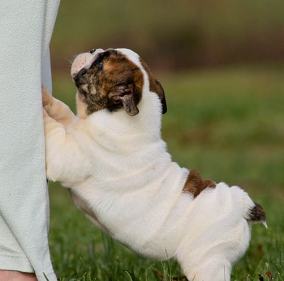 Pair of English Bull Puppies Available for sale Pair of English Bull Puppies 