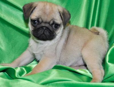 AKC Pug Puppies Available Now For Sale