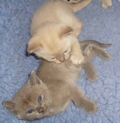 Burmese kittens Available