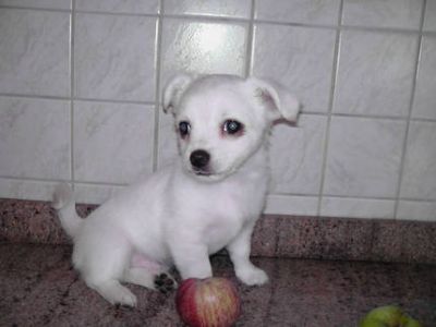 Teacup chihuahua puppies