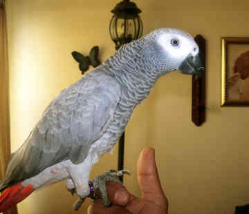  African Grey Parrots For Lovely Homes