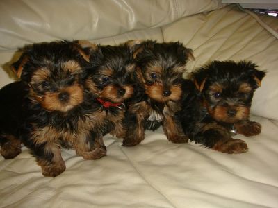 Talented teacup yorkie puppies for free adoption