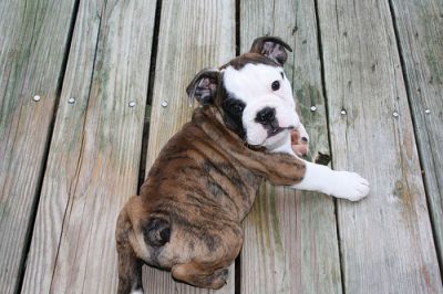 Adorable English Bulldog Puppies Available Now For Sale