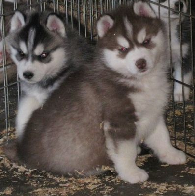 Male and female pups Akc Siberian husky