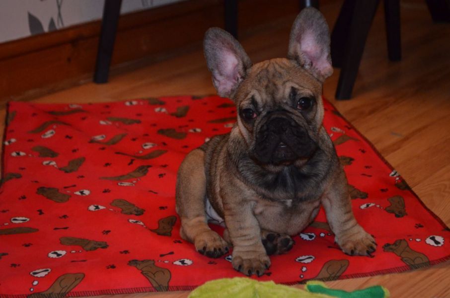 2 Beautiful French bulldog 