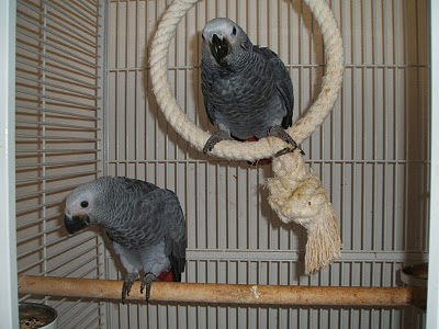 African Grey Parrots Train Home