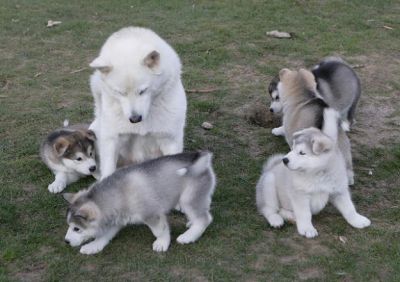 Alaskan malamute puppies for sell