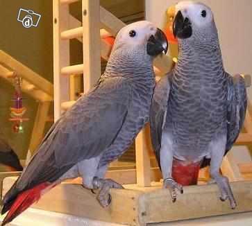 MALE AND FEMALE HAND-REARED BABY AFRICAN GREY PARROTS