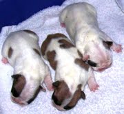 Gorgeous quality French bulldog litters for new homes.