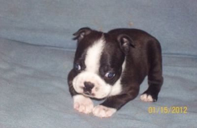 Awesome Boston Terrier PuppieS for pet lovers.