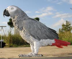 African gray parrots are ready for new homes