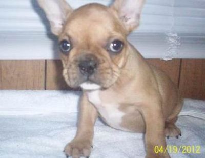 Humble and admirable French Bulldog Puppies For Sale 