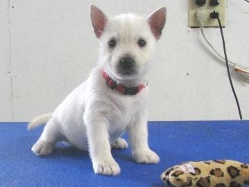 Cute Teacup West Highland White Terrier Puppies For Adoption