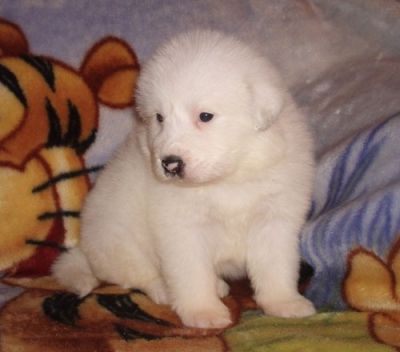 Great Pyrenees Puppies For Sale
