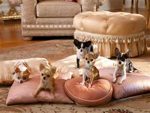 Lovely chihuahua puppies for sale