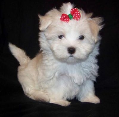 AKC REG,Adorable X-Mas Teacup Maltese Puppies For Adoption