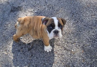 Awesome Bristish Bulldog puppy