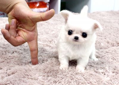 Tea Cup Chihuahua Puppies For Sale