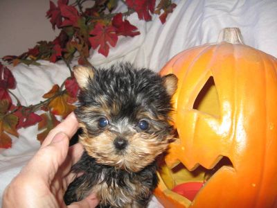 Cute Doll Baby and Teddy Bear Faces Tcup Yorkshire Terriers