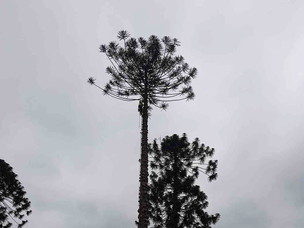 Solutions Arborist Services & Tree Removal