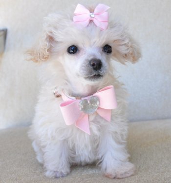 tea cup poodle puppies ready for a home companionship