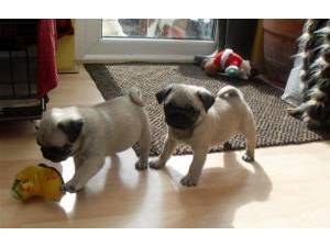 adorable looking Pug for adoption